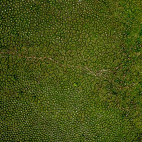 Кожа лягушки фактура