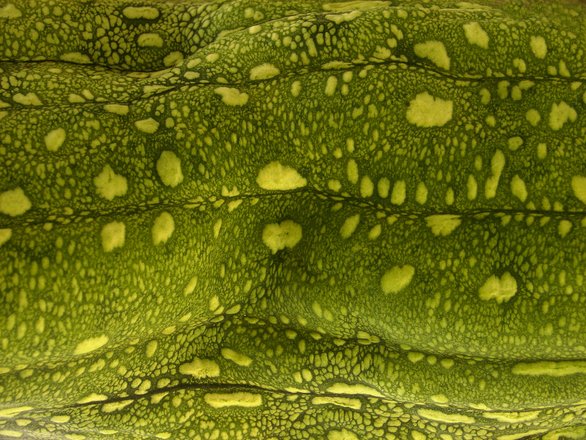 Лягушачья кожа