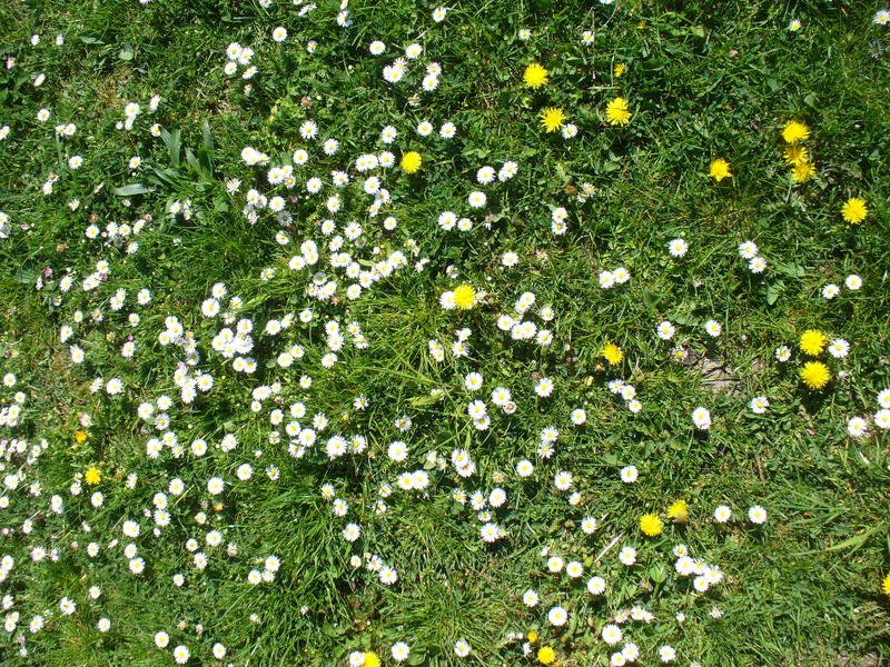 Поляна вид сверху