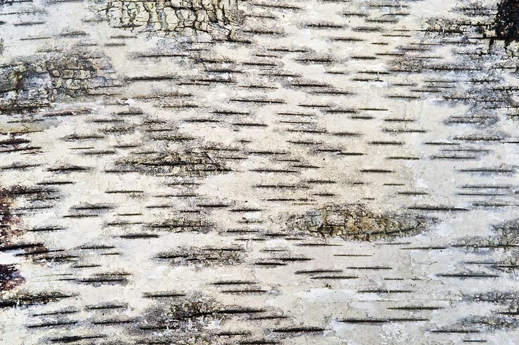 Береста кора березы