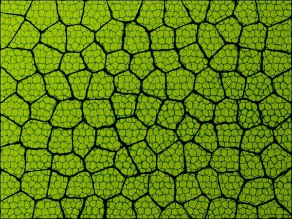 Фон текстура