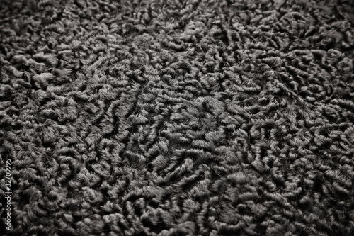 Каракуль каракульча мерлушка