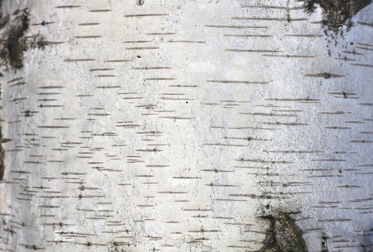 Береста березы