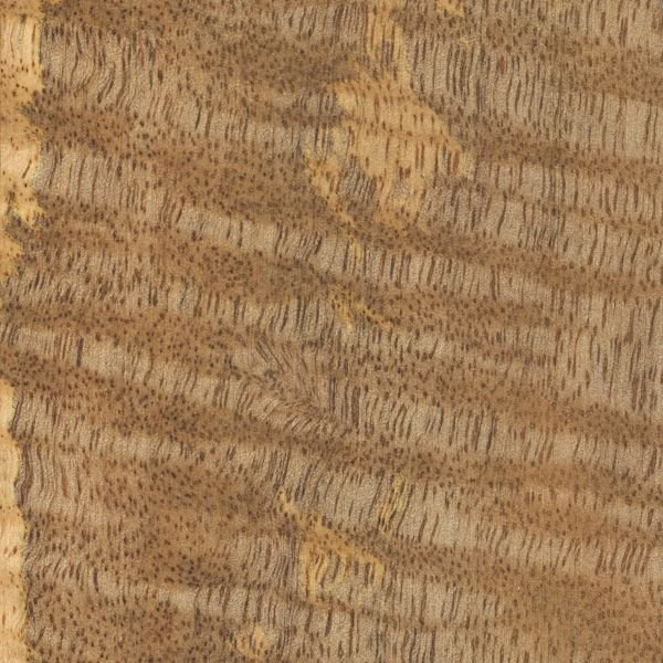 Дерево манго текстура