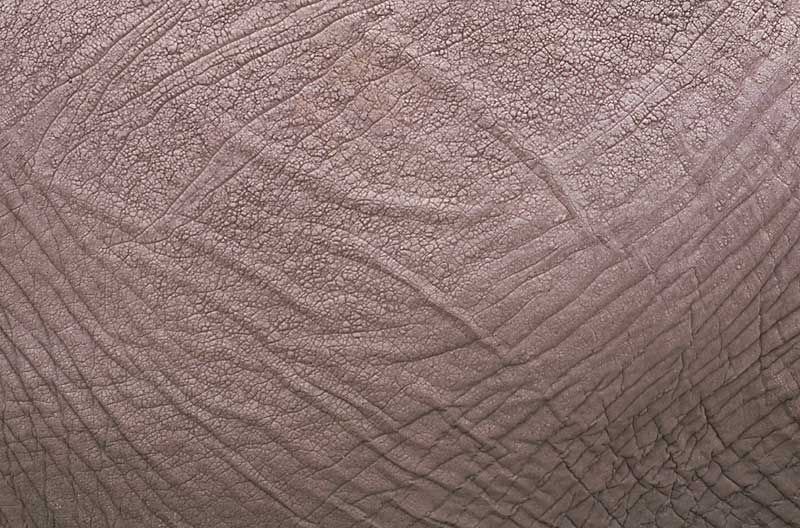 Кожа инопланетянина текстура