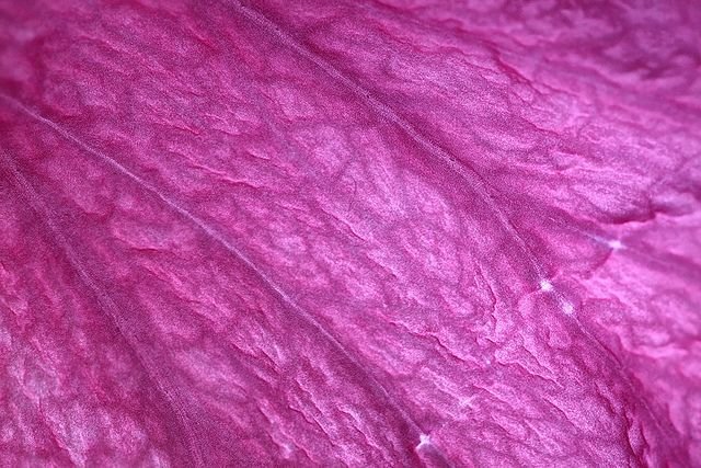 Текстура лепестка