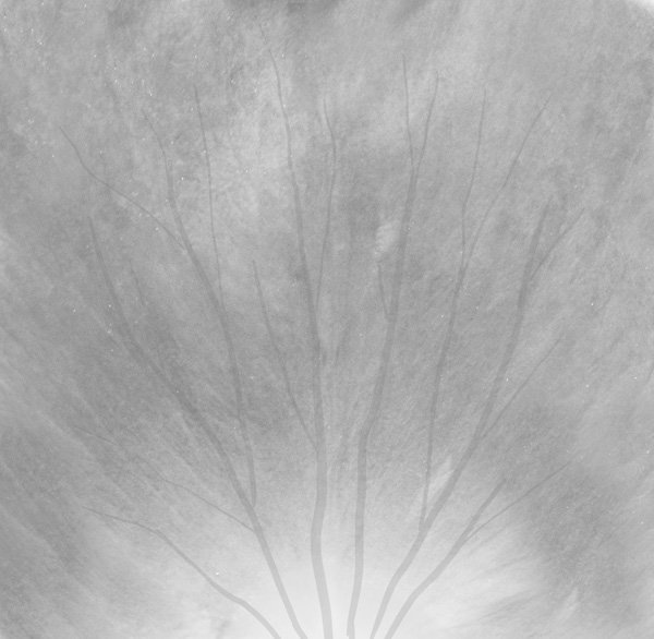 Текстура цветка лепестка