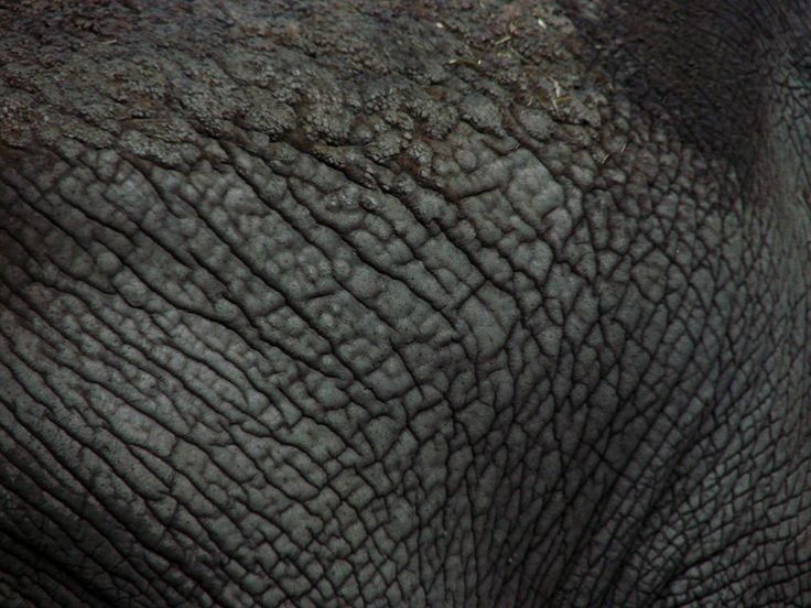 Фактура кожи слона