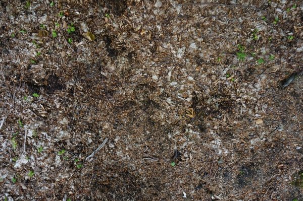 Текстура земли