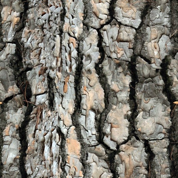 Кора дерева Сохо