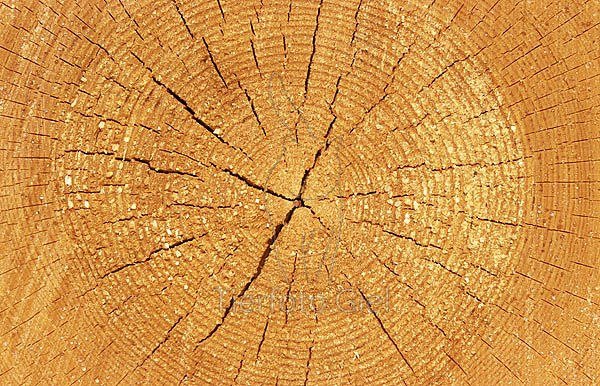 Годичные кольца древесины