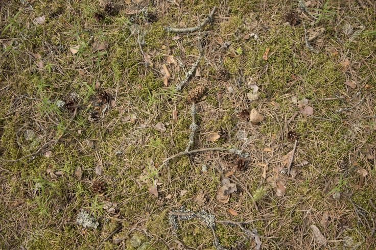 Forest Floor текстура