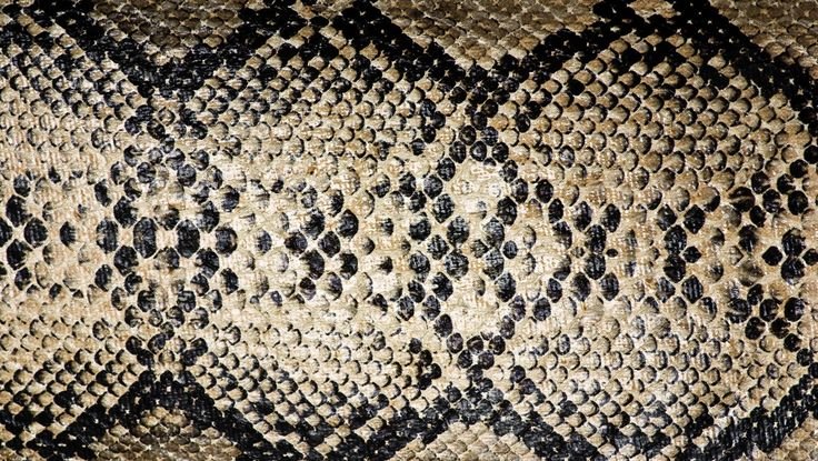 Змеиная чешуя питон