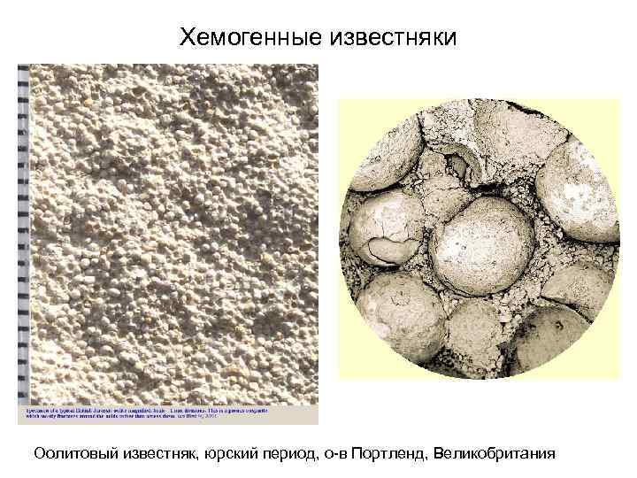 Коралловый известняк структура