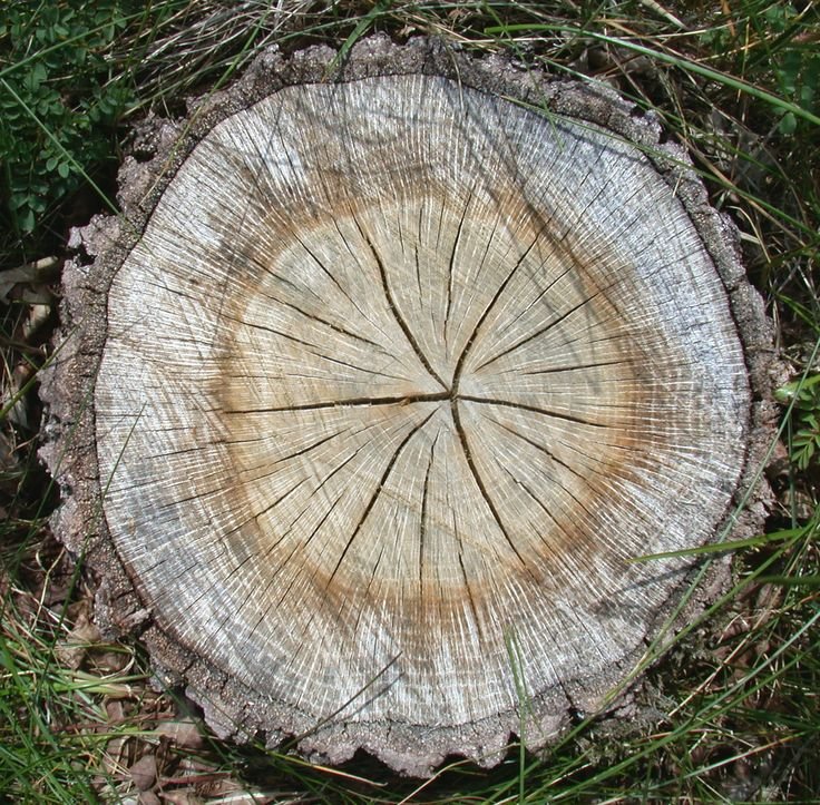 Срез дерева