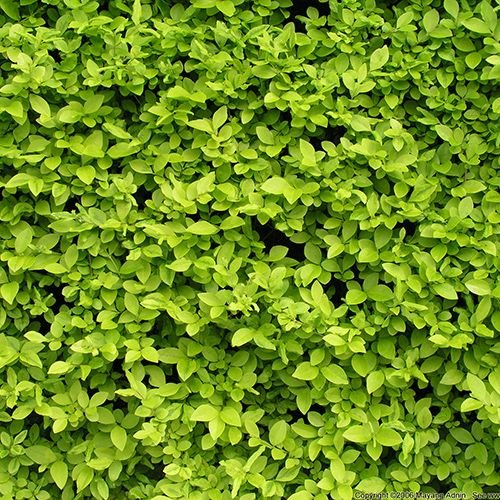 Самшит изгородь паттерн