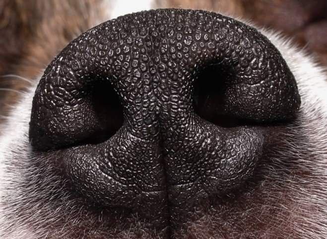 Носы животных