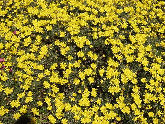 Цветы вид сверху