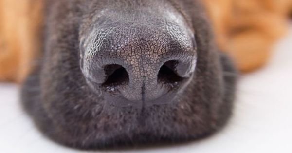 Собачий нос крупным планом