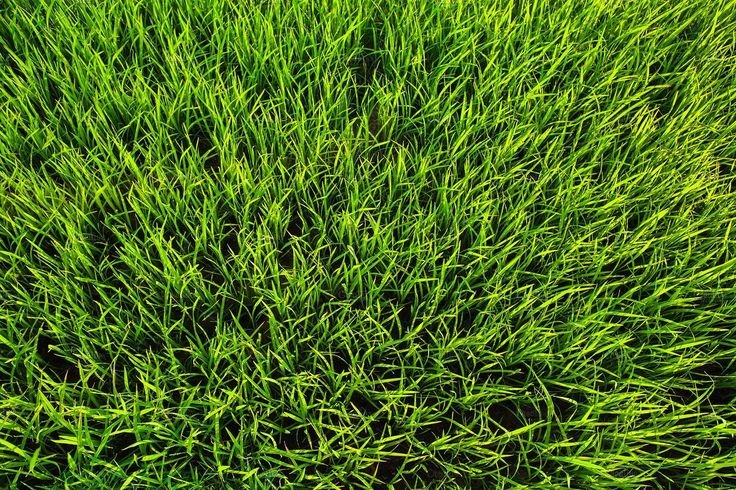 Газон Канада Грин