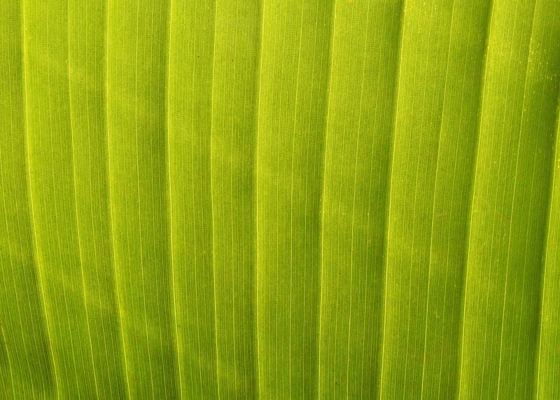 Текстура стебля