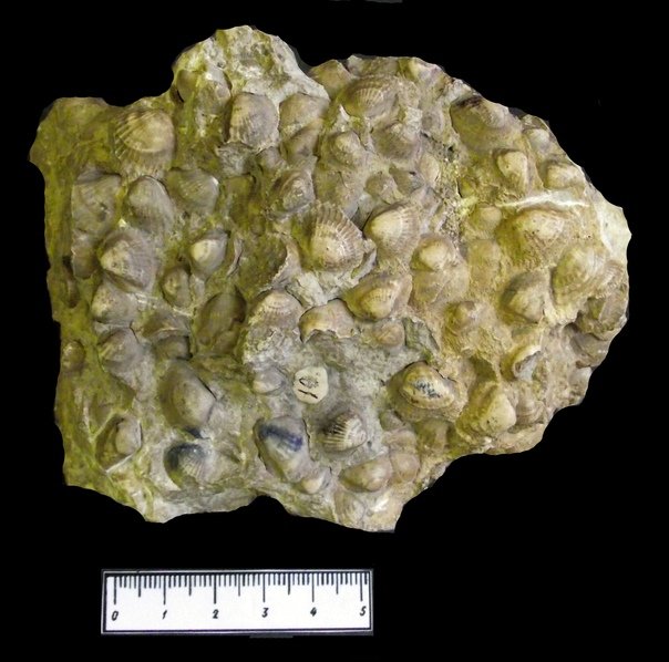 Известняк ракушечник Горная порода