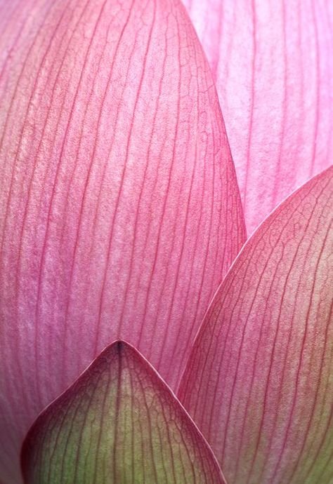 Лепестки цветов