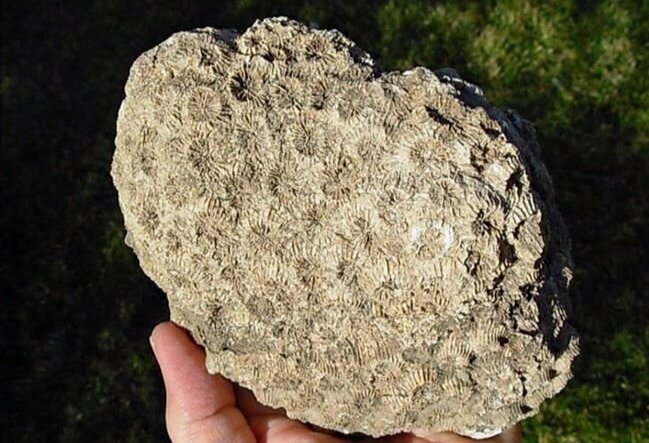 Нуммулитовый известняк