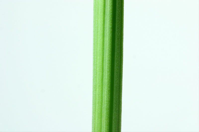 Текстура стебля