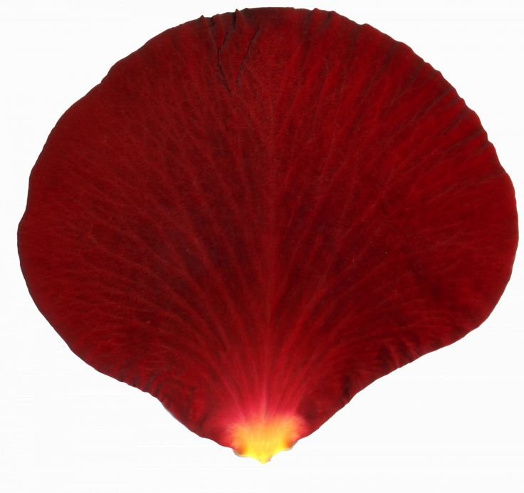Красный лепесток
