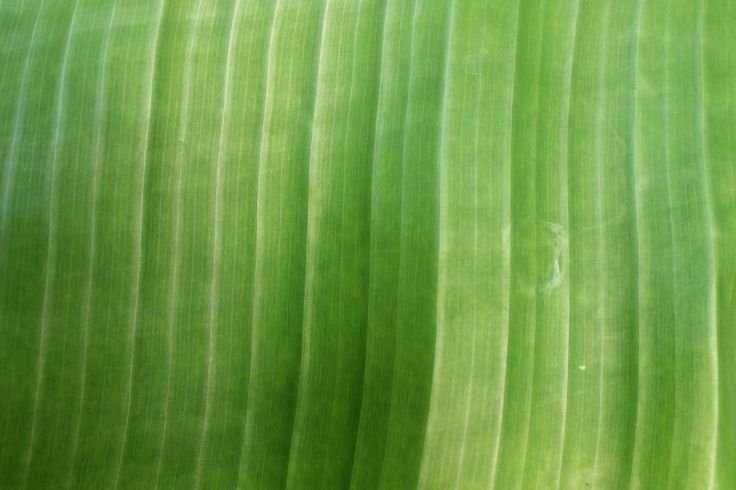 Текстура стебля