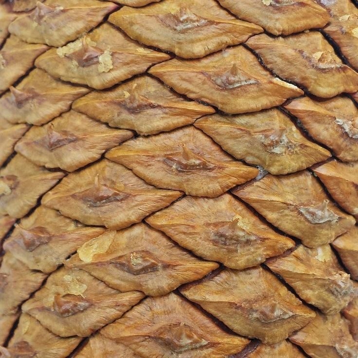 Фактура шишки