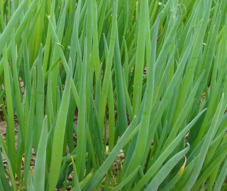 Лук батун тонкий