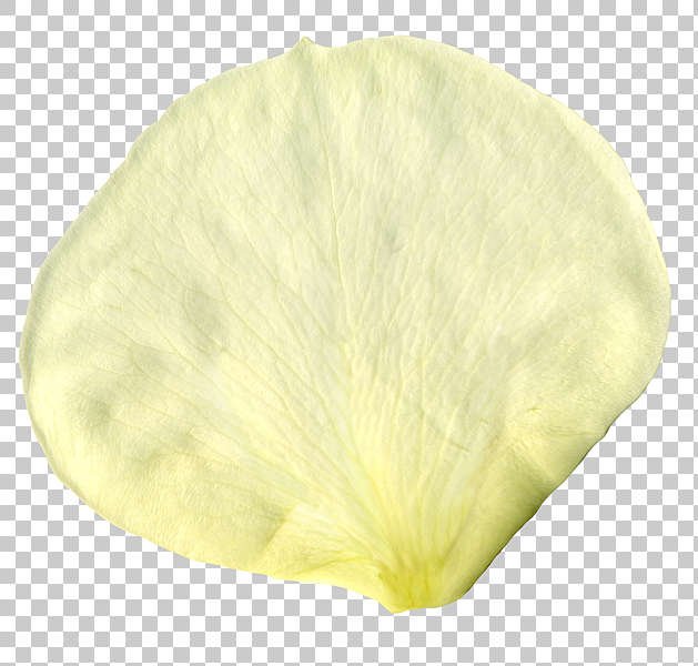 Текстура лепестка