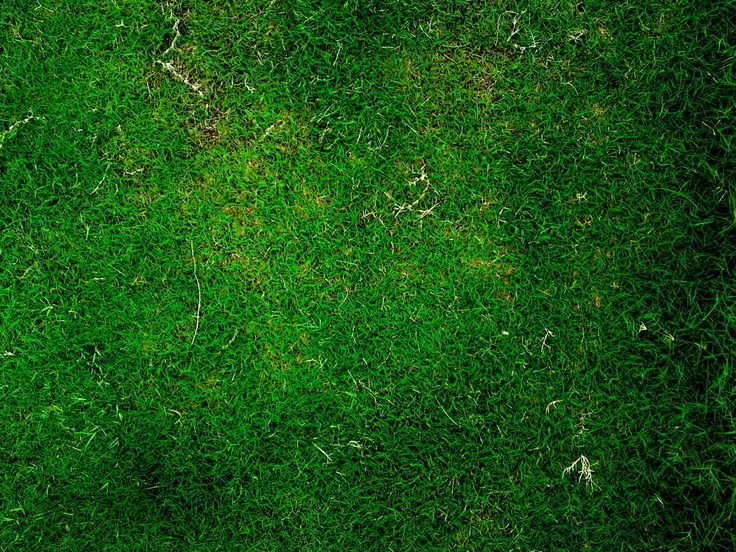 Трава газон текстура бесшовная