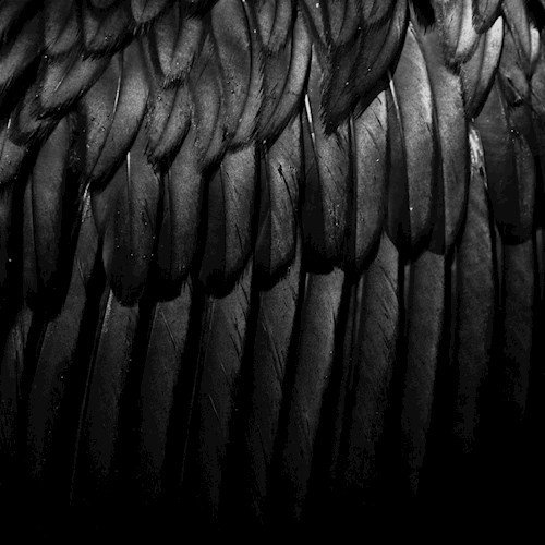 Фактура перьев