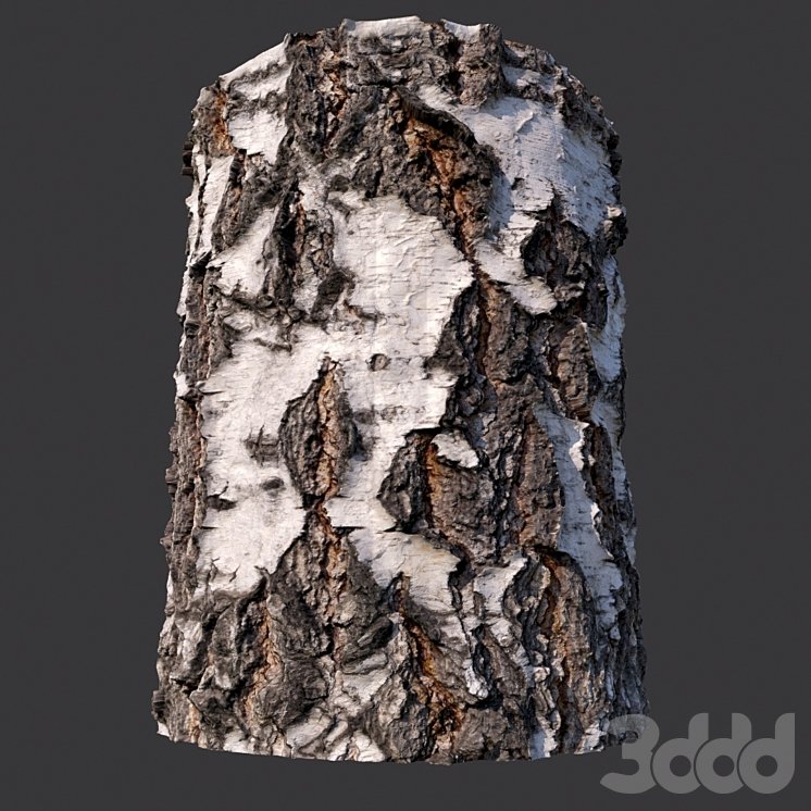 Кора дерева береза