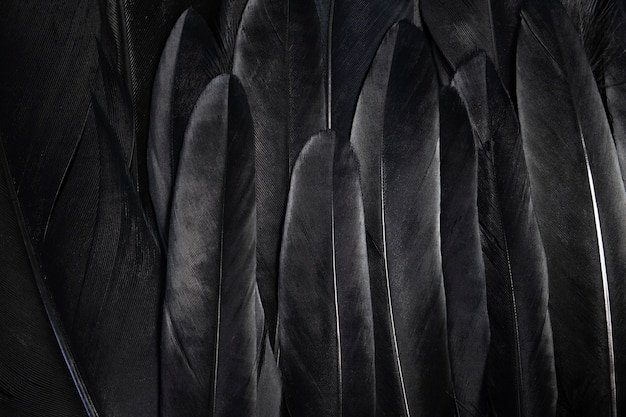 Черные перья
