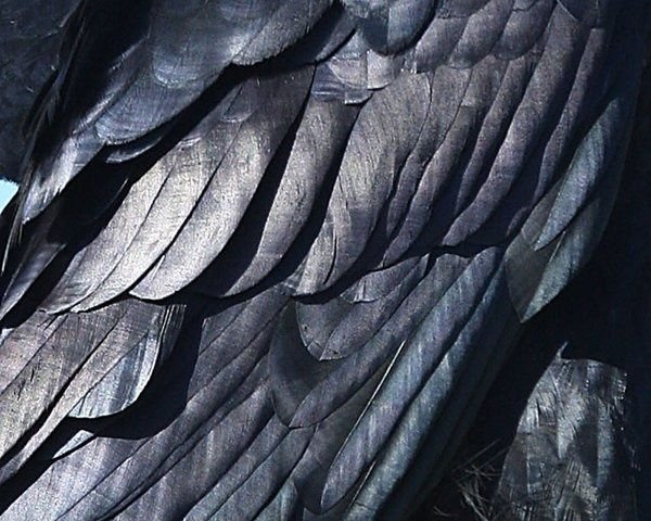 Фактура перьев
