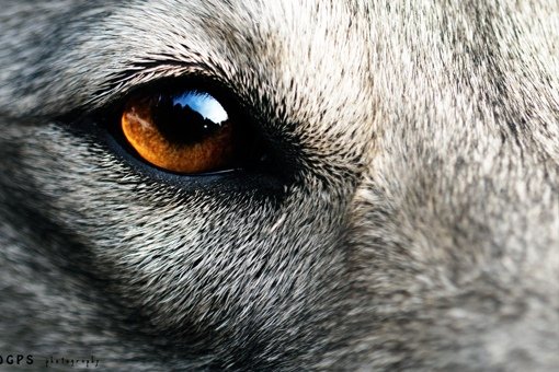 Волчий взгляд