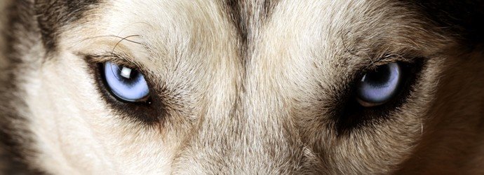 Глаз волка