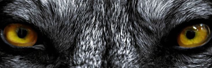 Волчьи глаза в темноте