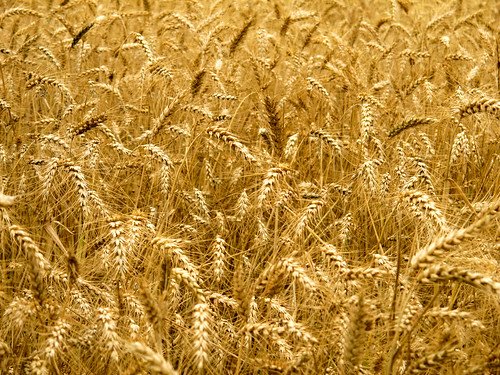 Пшеница фактура