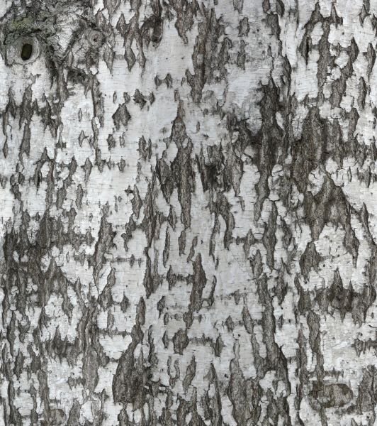 Кора березы фактура