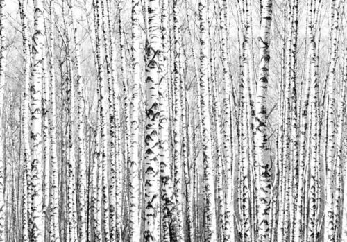 Ствол березы