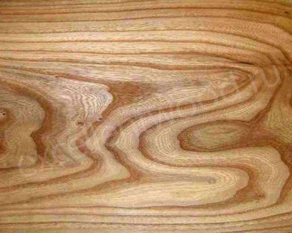 Вяз карагач древесина