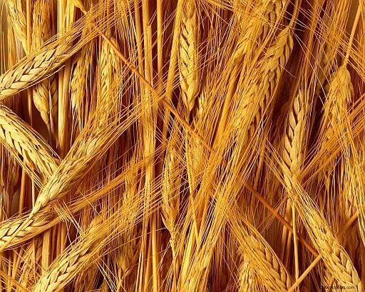 Пшеница фон