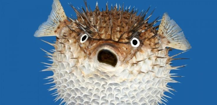 Рыба еж фугу