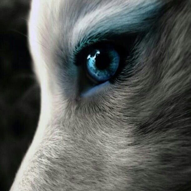 Волк с голубыми глазами