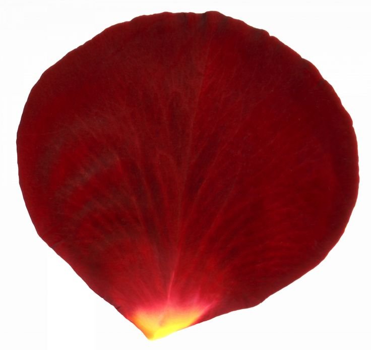 Красный цветок